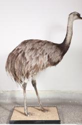 Whole Body Emus